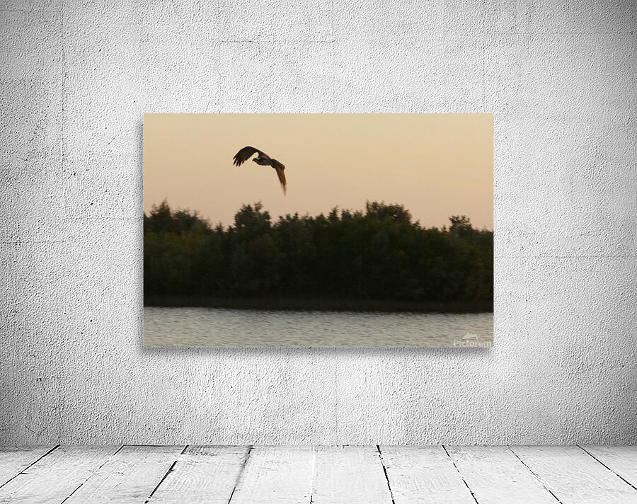 osprey in flight 9155 Wall Preview