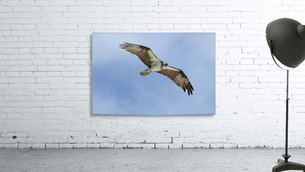 osprey heqding right looking down 4405 Wall Preview