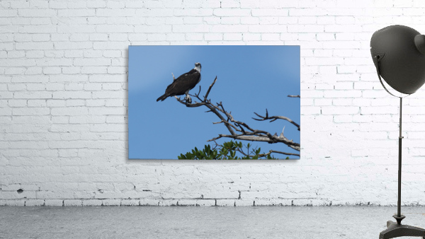 osprey in tree 7521 Wall Preview