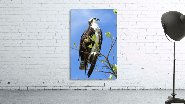 osprey looking up profile 4368 Wall Preview