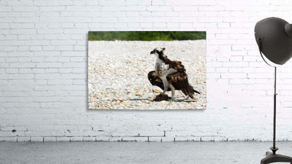 osprey on beach 4475 Wall Preview
