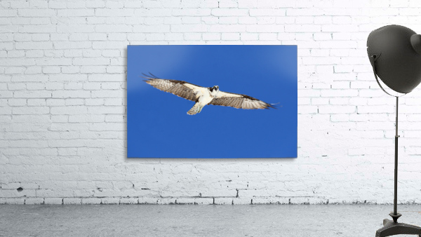 osprey wings flat out eys down 4439 Wall Preview