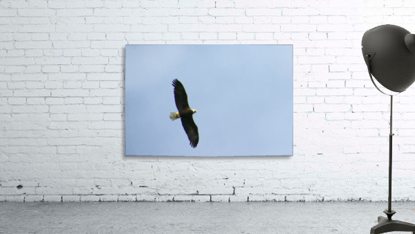 eagle directly overhead 0815 Wall Preview
