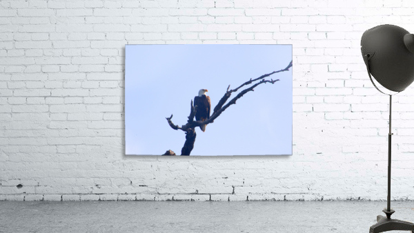 eagle looking left 0615 Wall Preview