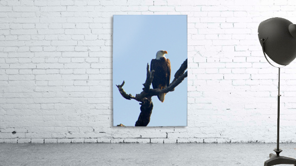 eagle looking left 0616 Wall Preview