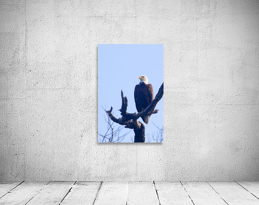 eagle left eye view 0604 Wall Preview