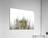 Love Acrylic Print