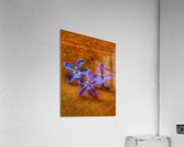 Luck Acrylic Print