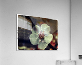 Flower Acrylic Print
