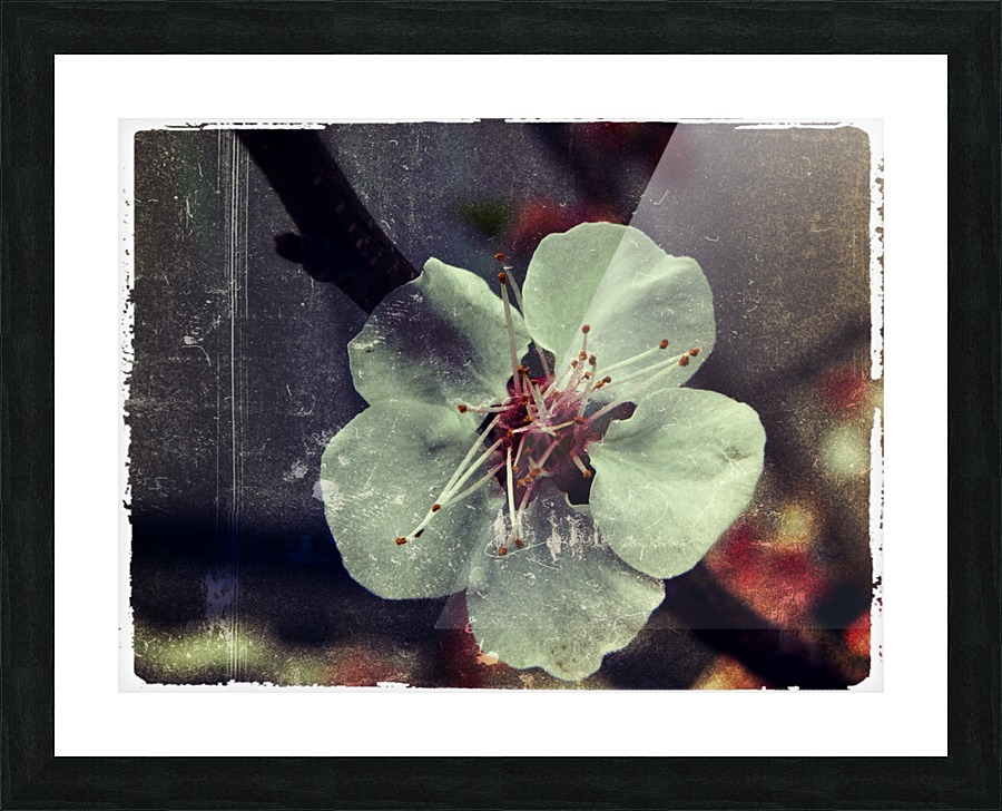 Flower Picture Frame print