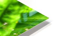 Fragile  HD Metal print