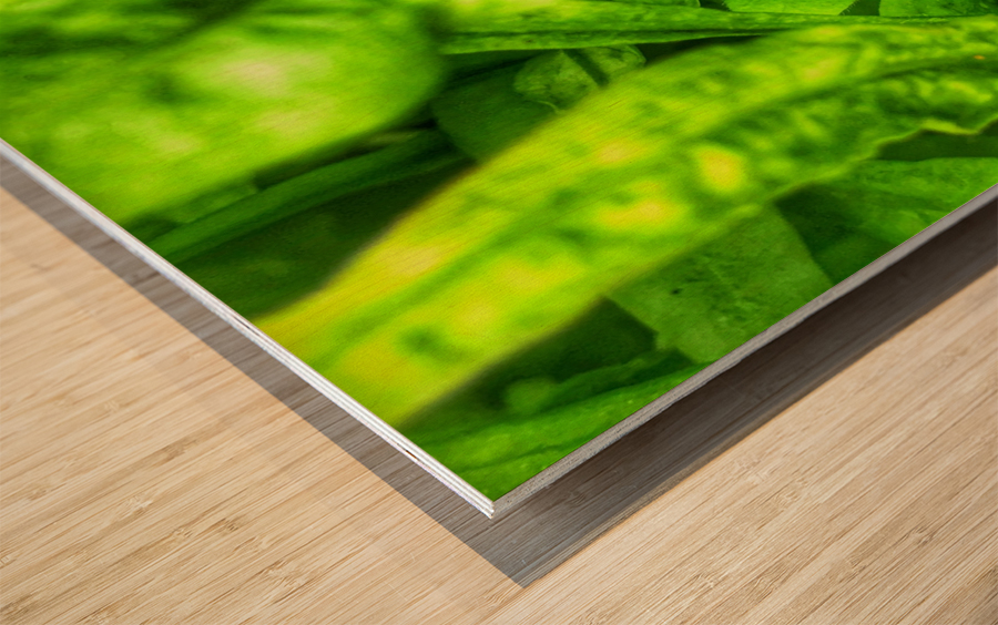 Fragile  Wood print