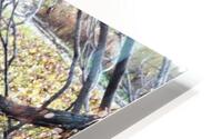 Branch HD Metal print