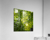 Capilano Foliage Acrylic Print