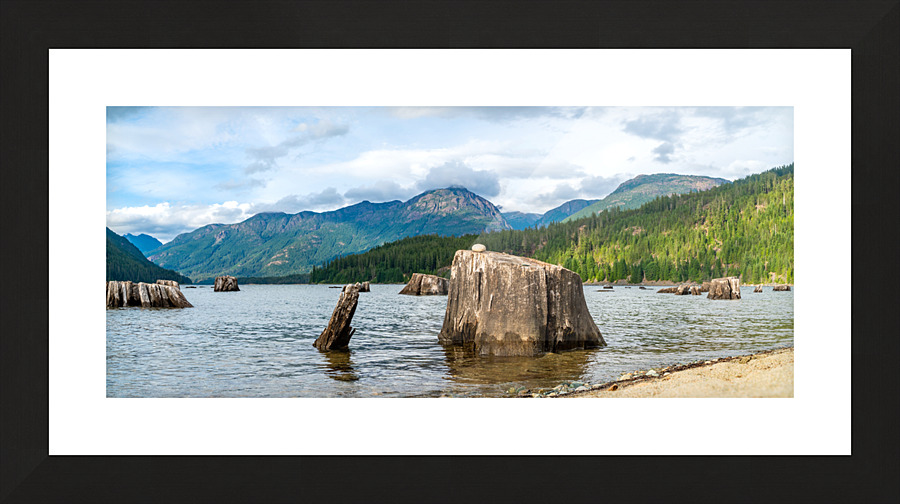 Strachcona park Trunk  Picture Frame print