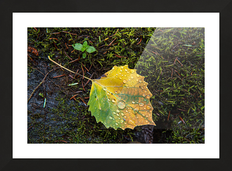 Along the path from Burnside  Waterfalls Picture Frame print