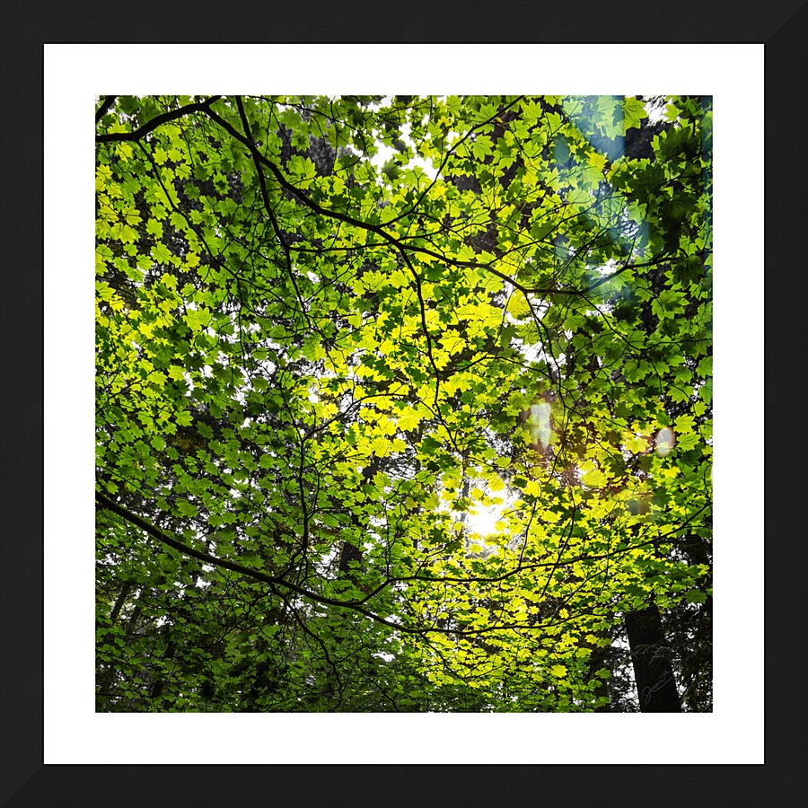 Capilano Foliage Picture Frame print