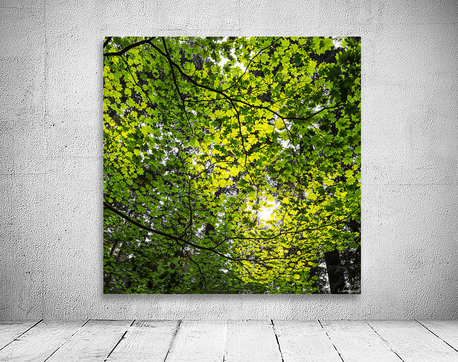 Capilano Foliage Wall Preview