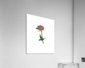 Slowdive 22 Acrylic Print
