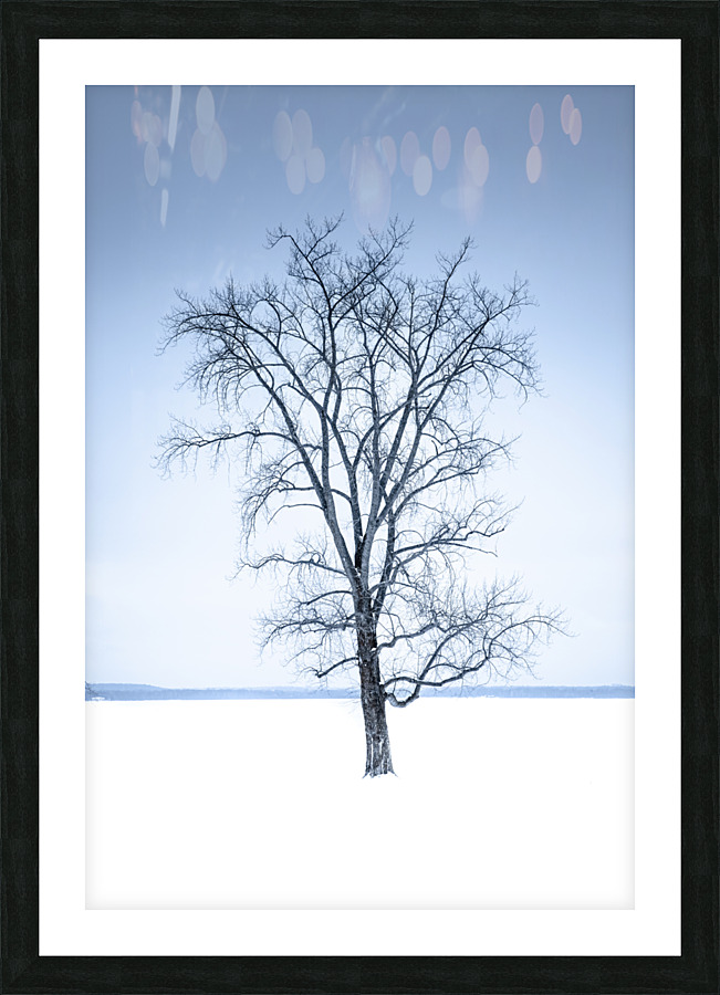 Mon arbre solitaire Picture Frame print