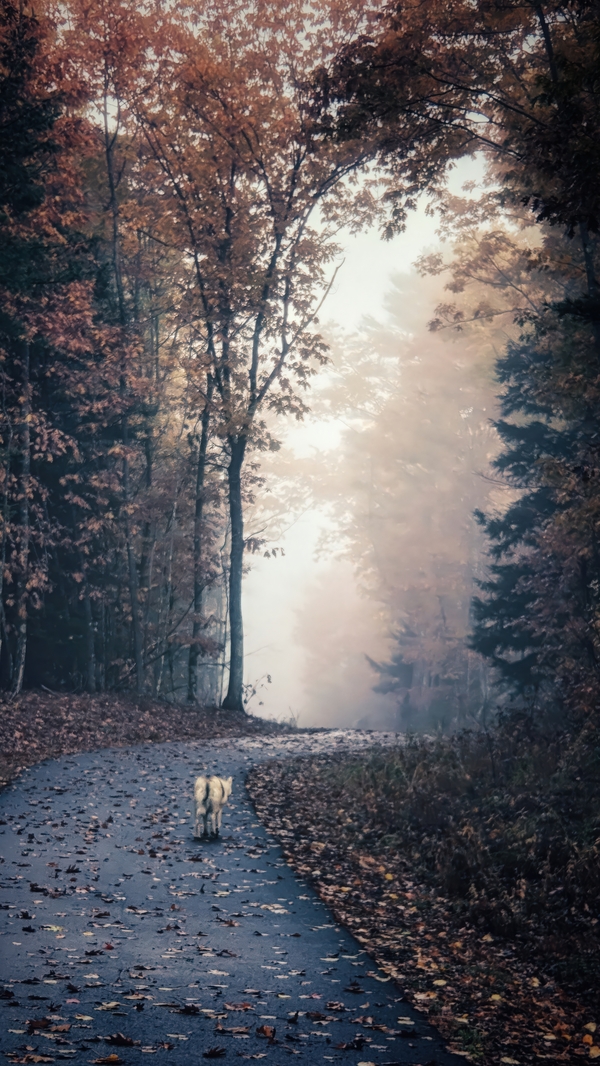 Long Road Home Digital Download