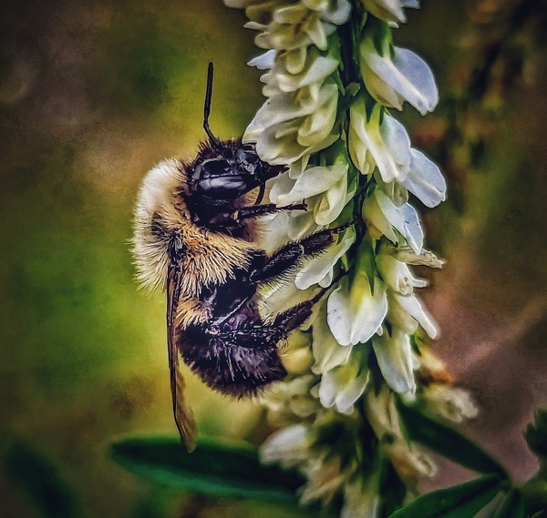 Petal Perch - Maine Botanical Wall Art Digital Download