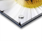 Bumble in the Middle - Maine Botanical Wall Art Impression Acrylique