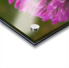 Bumbles Ballet Acrylic print