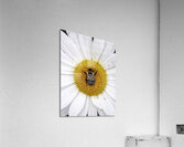Bumble in the Middle - Maine Botanical Wall Art Impression acrylique