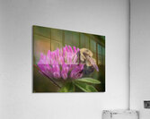 Bumbles Ballet Acrylic Print