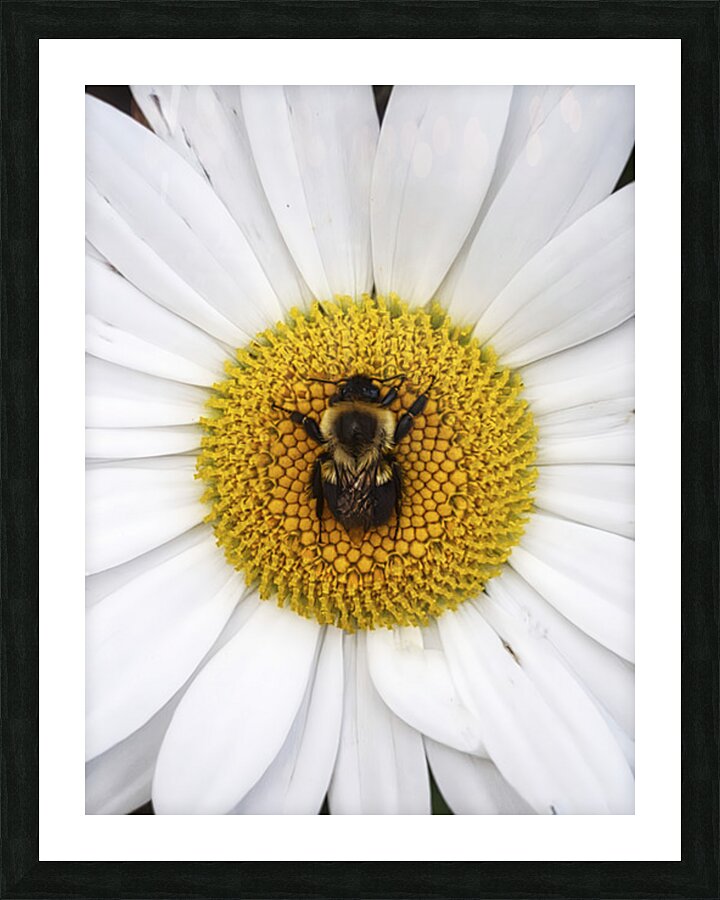 Bumble in the Middle - Maine Botanical Wall Art Impression et Cadre photo
