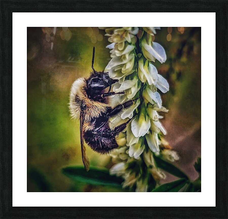 Petal Perch - Maine Botanical Wall Art Picture Frame print