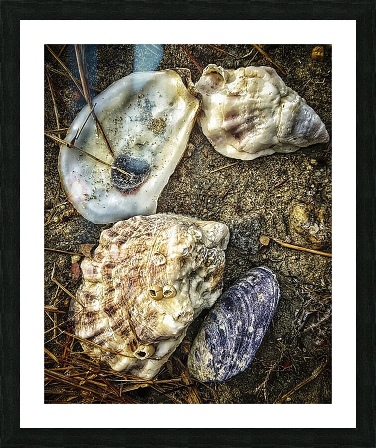 A Shoreline Find Picture Frame print