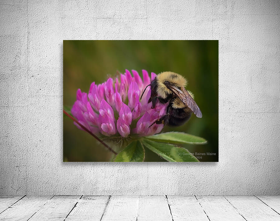 Bumbles Ballet Wall Preview