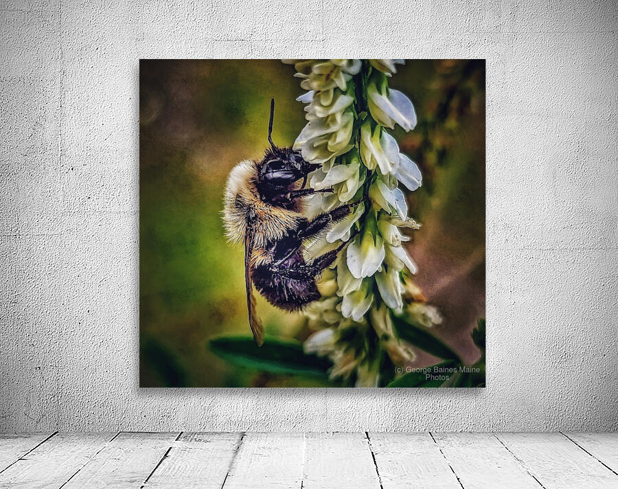 Petal Perch - Maine Botanical Wall Art Wall Preview