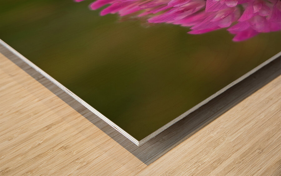 Bumbles Ballet Wood print