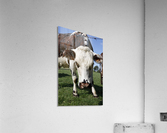 Cow Acrylic Print