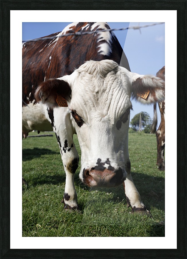 Cow Picture Frame print