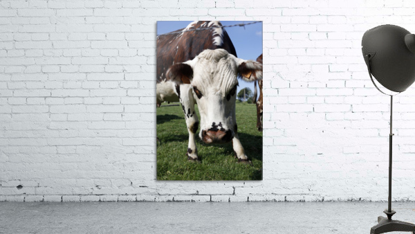 Cow Wall Preview
