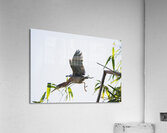 Diving Heron Acrylic Print