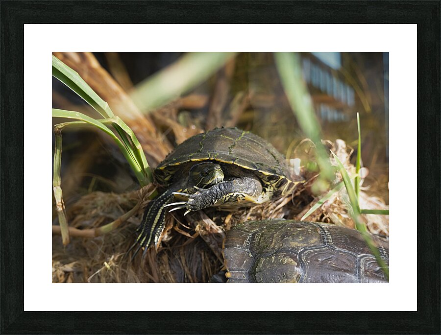 Turtle at Rest Picture Frame print