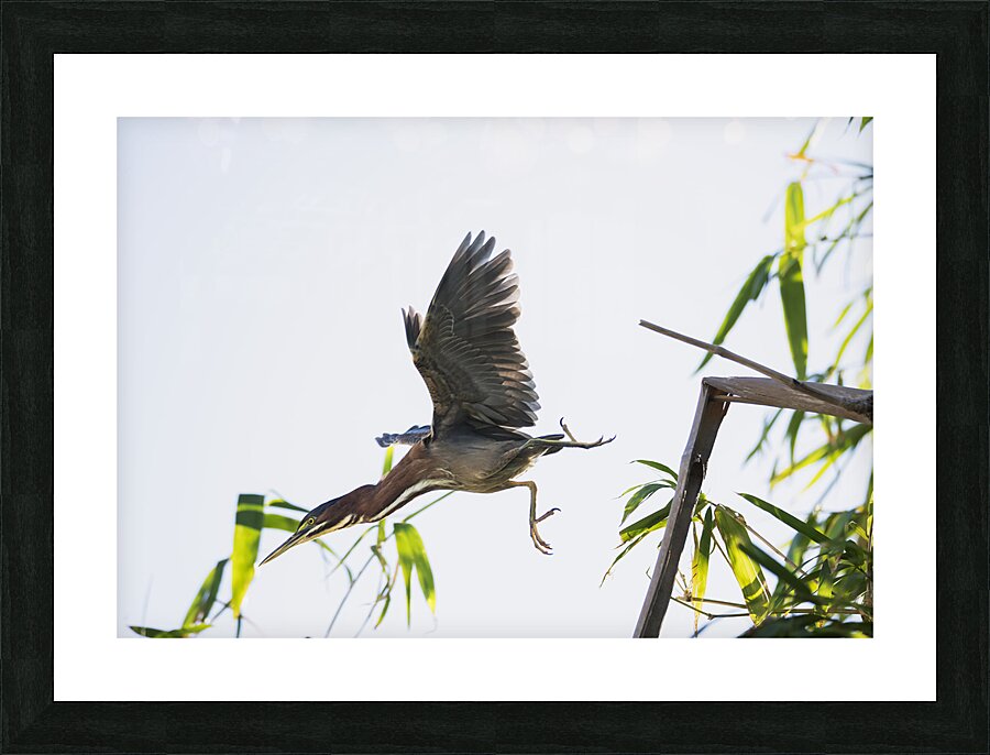 Diving Heron Picture Frame print