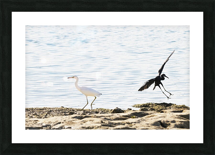 Fly By Picture Frame print