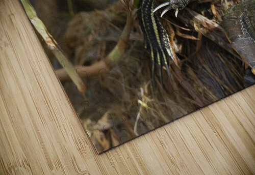 Turtle at Rest CB Plakaris puzzle