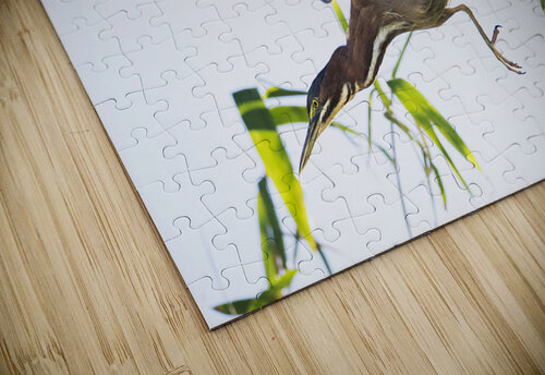 Diving Heron CB Plakaris puzzle