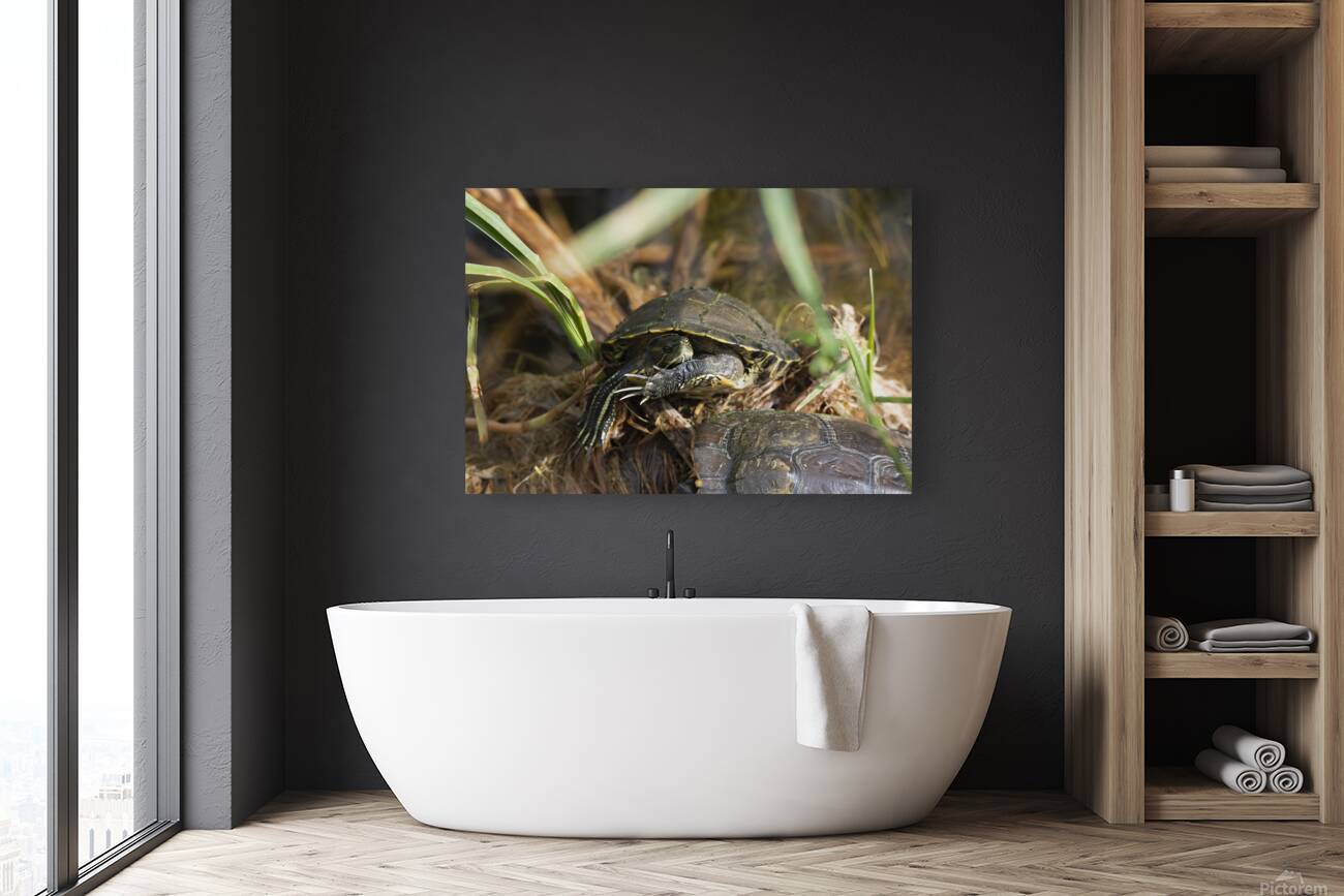 Turtle at Rest Reproduction