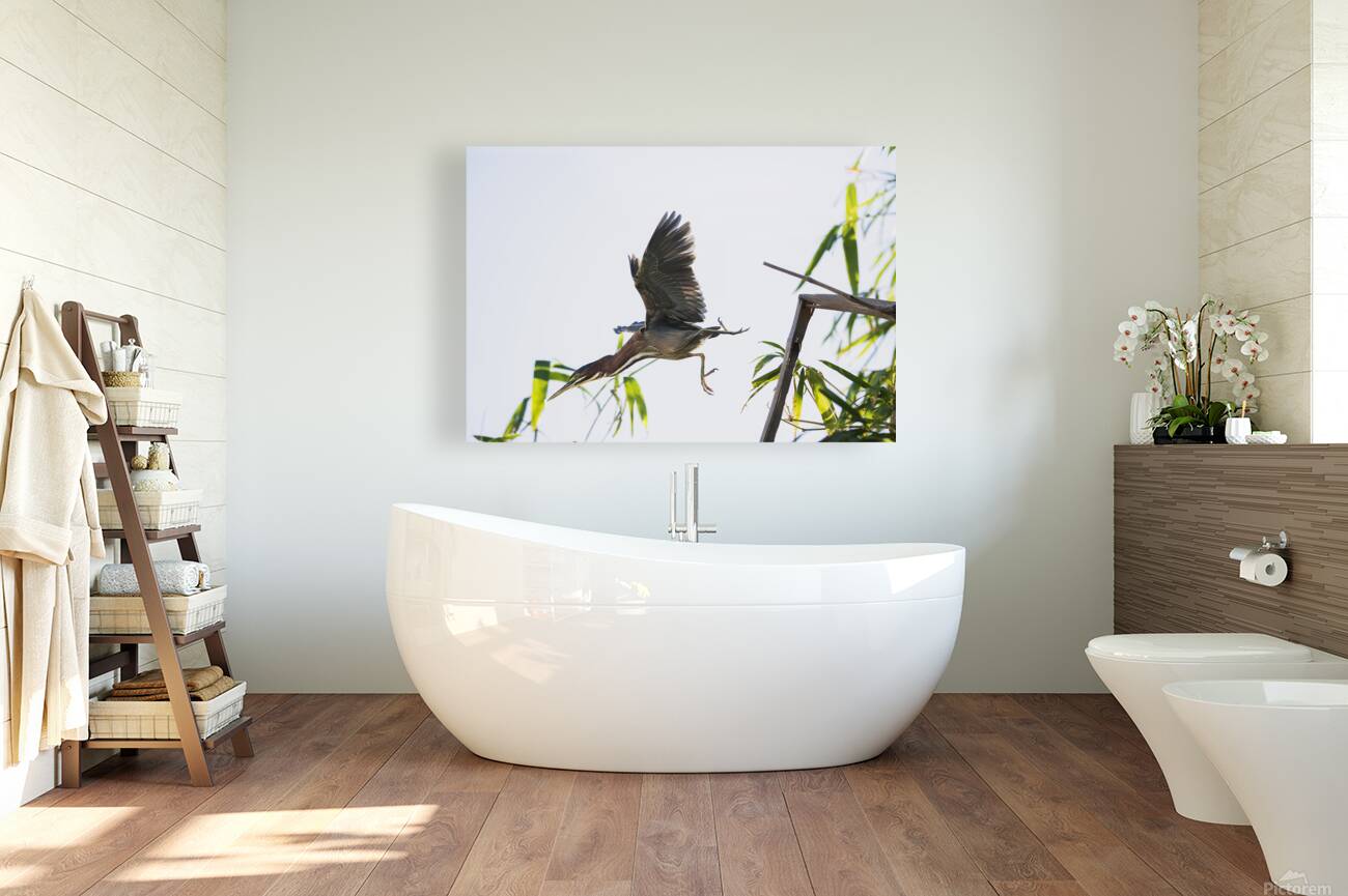 Diving Heron Reproduction