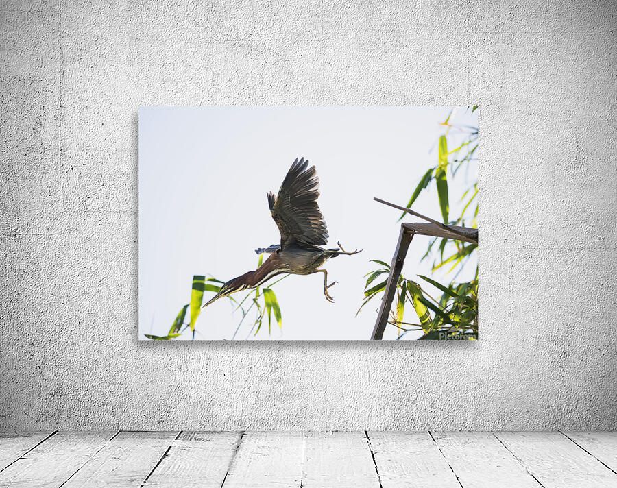 Diving Heron Wall Preview