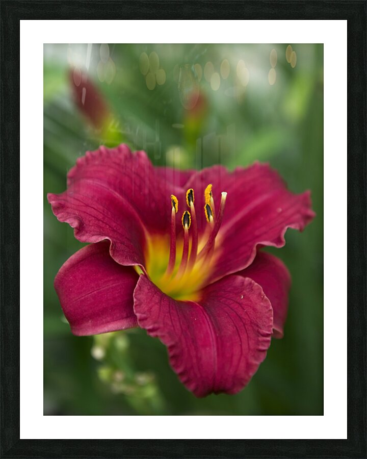 Lily Picture Frame print