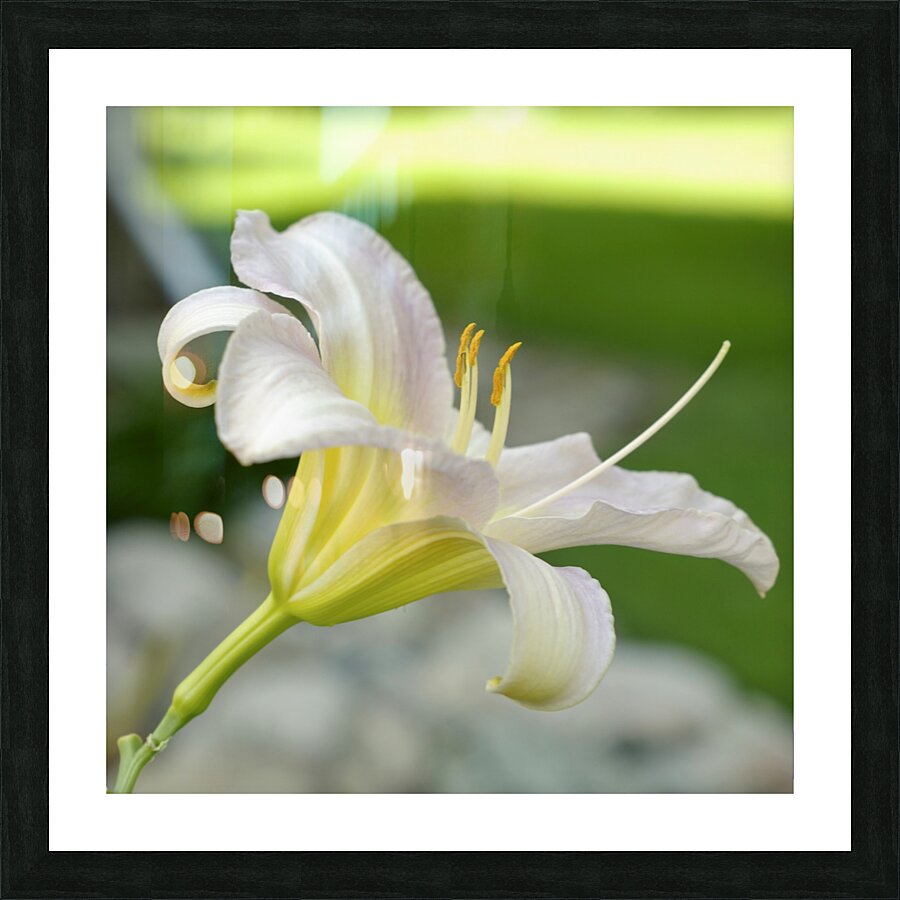Lily Picture Frame print